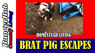 Brat Piggy, Escapes Again, Homestead Living News