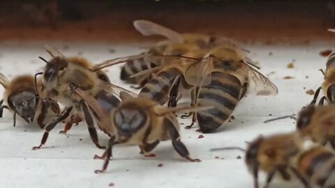 Comment respirent les abeilles, le système respiratoire de l'abeille