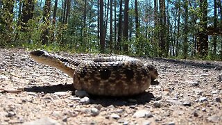 hognose snake