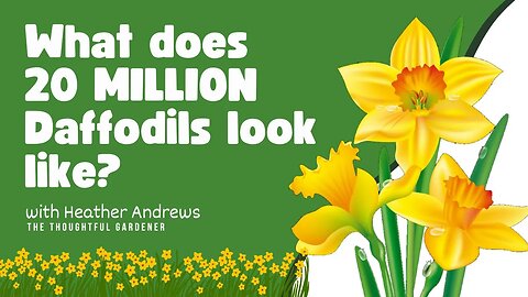 What Does 20 MILLION Daffodils Looks Like? | Heather Andrews