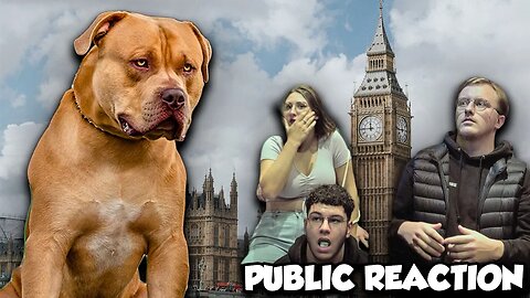 Public Reaction to 160LB American Bully in Central London | Bully's From UK