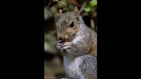 Squirrel funny video