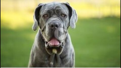 Great Dane __ Dangerous And Largest Dog __ #Shorts--| cutest overloaded |