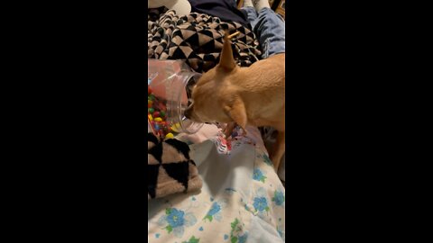 Chihuahua steals M&M