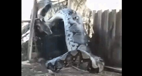 Giant python eats whole cow alive in India