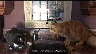Funny Cats Love To Drink Water From The Tap
