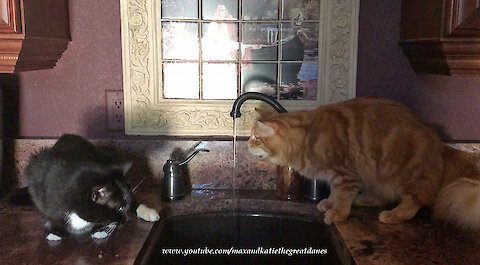 Funny Cats Love To Drink Water From The Tap