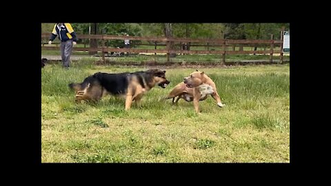 German Shepherd Attacks Pitbull OFF LEASH DOG PARK Part 1_1080p