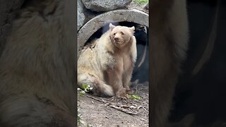 Majestic Looking Bears #shorts #bear #zoo #enterthecronic