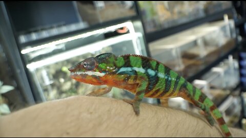 Felix HATED this! Panther Chameleon and care guide