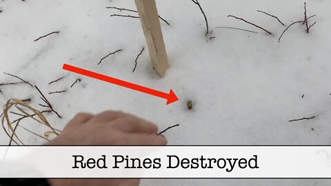 Red Pines Destroyed