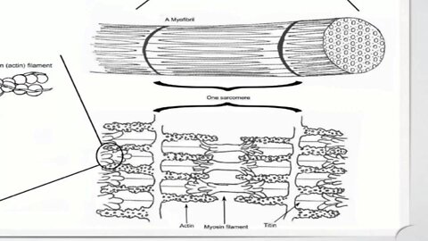 Muscles for Locomotion - Section 34.3