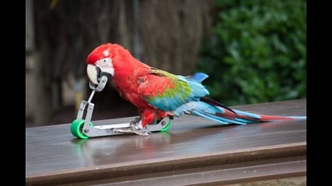 Funny parrot