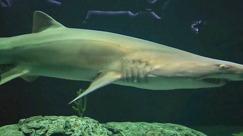 Slow swimming Sharks