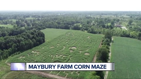 Maybury Farm Corn Maze