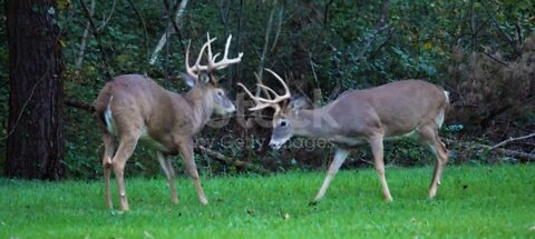 White tailed deer bucks challenge for dominance