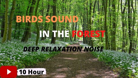 Forest Birdsong - Relaxing Nature Sounds - Birds Chirping - 10 Hours - HD 1080p - REALTIME - NO LOOP