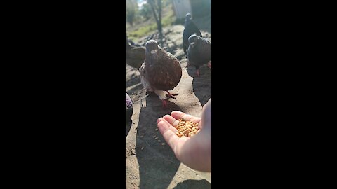 Lovely bird pigeons