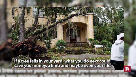 Who pays for cleanup if your neighbor’s tree falls in your yard? | Rare News