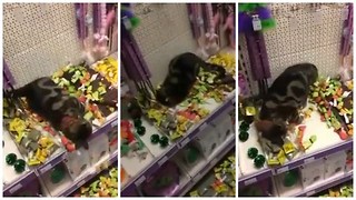 Gatito asalta una tienda de mascotas y va directo a lo que interesa!!