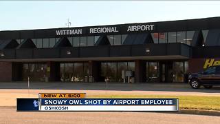 Snowy owl shot by airport employee