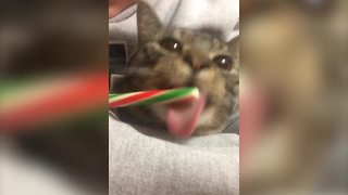 "Cute Cat Licks Candy Cane"