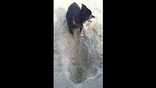 A little dog loving the beach