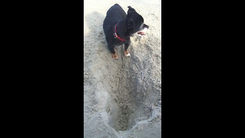 A little dog loving the beach