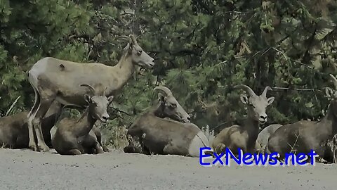 Long Horn Sheep Cant Beat the Heat