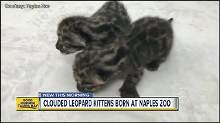 Endangered clouded leopard kittens born at zoo in Florida