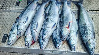 Salmon Season Management 101 with the WDFW.
