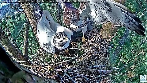 Red-Tailed Hawk Pair-Nest Building 🌲 03/06/23 07:46
