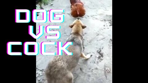 dog vs cock funny