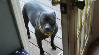 Dog thinks she can't get past door