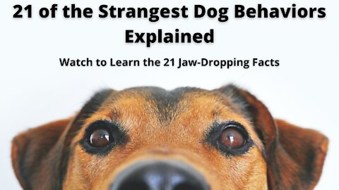 21 Strangest Canine Behaviors | Jaw-Dropping Facts about Dogs
