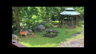 NW NC at The Treehouse 🌳 Happy 4th of July -Lady moves Nutmeg and Nugget to safety ❤️ ✝️ 🇺🇸