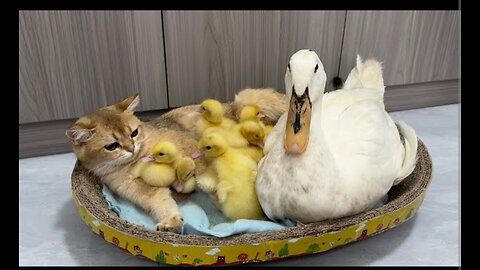 The mother duck took the duckling to find the nanny kitten to sleep with. cute and funny animal🐥😽