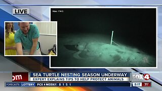 What to keep in mind as sea turtle nesting season continues in SWFL