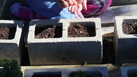 Growing Bok Choi in cinder blocks