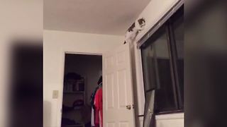 Cat Fails At Parkour