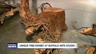 Unique tree exhibit at Buffalo Arts Studio
