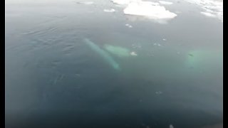 Cruisers Have Extremely Close Orca Encounter In Antarctica