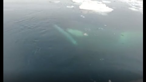 Cruisers Have Extremely Close Orca Encounter In Antarctica