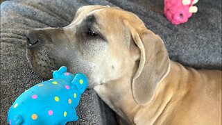 Gertrude and her peanut butter chewy🤣🤣🤣as she goes insane on the couch. 🤣🤣💗