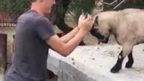 Playful Goat Enjoys Head-Butting With His Favorite Human