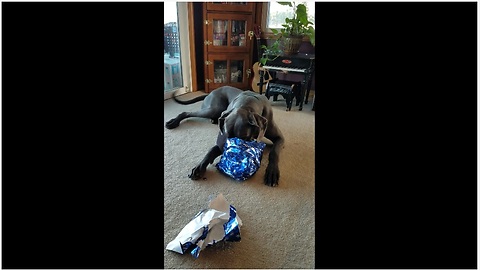 Great Dane happily opens Christmas present