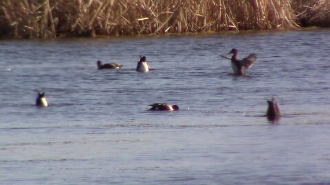 The Simple Pleasure of Watching Ducks Stand On Their Heads.