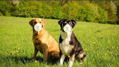 AA-Dog Masks