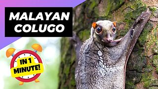 Malayan Colugo - In 1 Minute! 🦇 Unique Animal You Have Never Seen | 1 Minute Animals