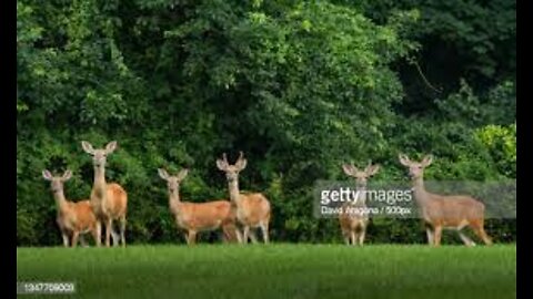 UK: 2,000,000 Deer Are Being ‘Monitored’ For ‘Covid’ After Virus Spreads In US herds